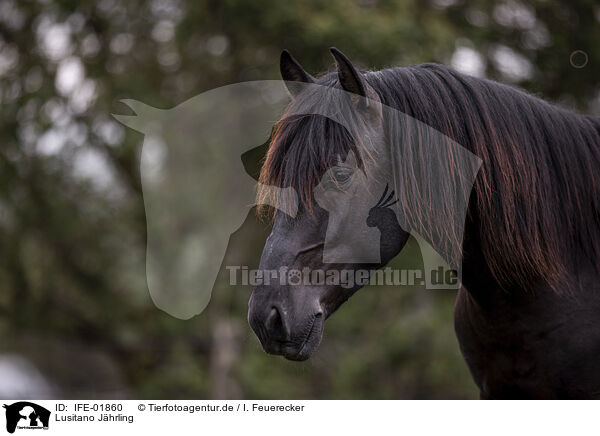 Lusitano Jhrling / Lusitano yearling / IFE-01860