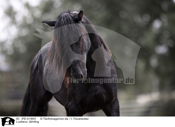 Lusitano Jhrling / Lusitano yearling / IFE-01864