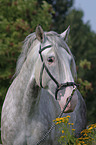 Lusitano Hengst