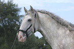 Lusitano Hengst