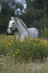Lusitano Hengst