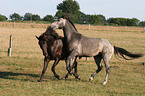 Lusitanos