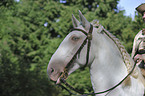 Lusitano Portrait