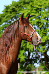 Lusitano Portrait