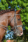 Lusitano Portrait