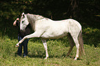 Lusitano