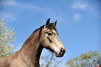 Lusitano Portrait