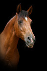 Lusitano Portrait