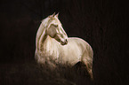 Lusitano Portrait