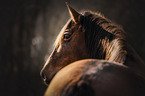 Lusitano Portrait