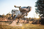 Lusitano in Aktion
