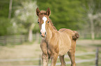 Lusitano Fohlen