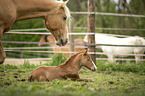 Lusitanos