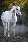 Lusitano