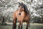 Lusitano im Frhling