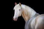 Lusitano