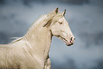 Lusitano