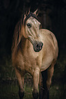 Lusitano