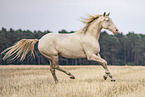 Lusitano