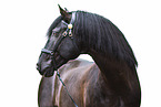 Lusitano