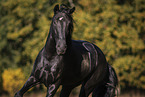 Lusitano