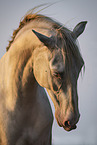 Lusitano