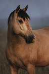 Lusitano