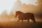Lusitano