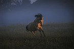 Lusitano