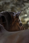 Lusitano