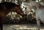 Lusitanos