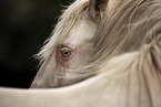Lusitano