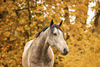 Lusitano