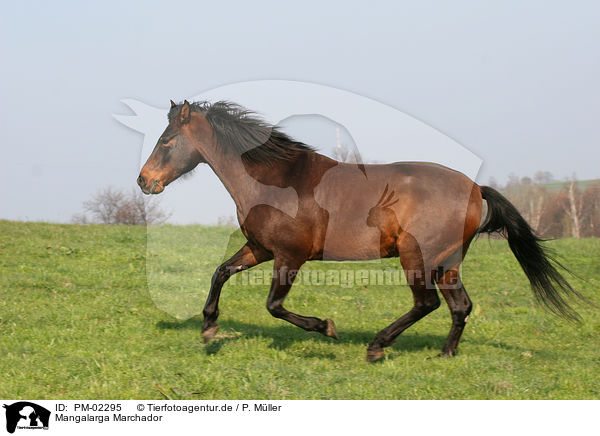 Mangalarga Marchador / Mangalarga Marchador / PM-02295
