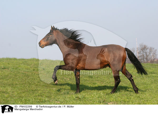 Mangalarga Marchador / Mangalarga Marchador / PM-02299