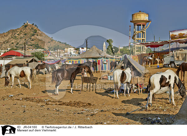 Marwari auf dem Viehmarkt / Marwari Horses on the animal market / JR-04160