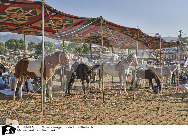 Marwari auf dem Viehmarkt / Marwari Horses on the animal market / JR-04165