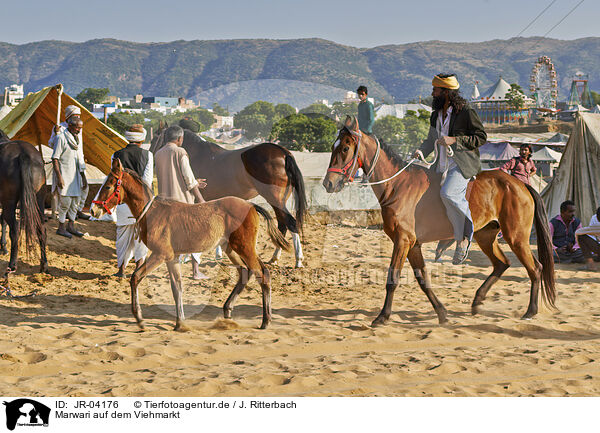 Marwari auf dem Viehmarkt / Marwari Horses on the animal market / JR-04176