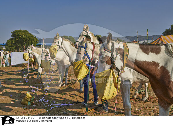 Marwari auf dem Viehmarkt / Marwari Horses on the animal market / JR-04180