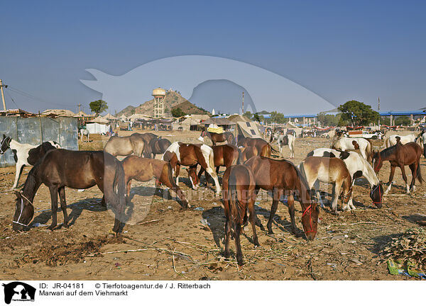 Marwari auf dem Viehmarkt / JR-04181
