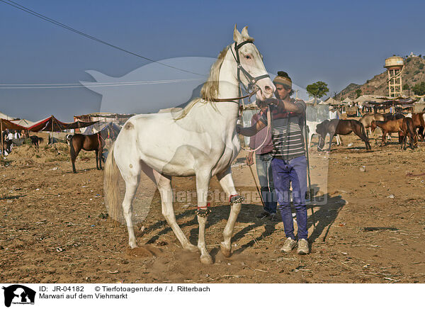 Marwari auf dem Viehmarkt / Marwari Horse on the animal market / JR-04182