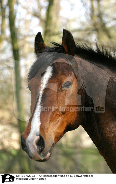 Mecklenburger Portrait / Warmblood Portrait / SS-02322
