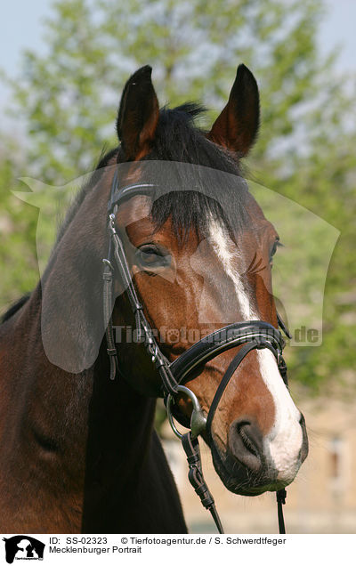 Mecklenburger Portrait / Warmblood Portrait / SS-02323