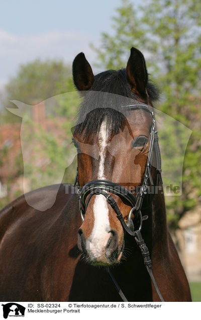 Mecklenburger Portrait / Warmblood Portrait / SS-02324