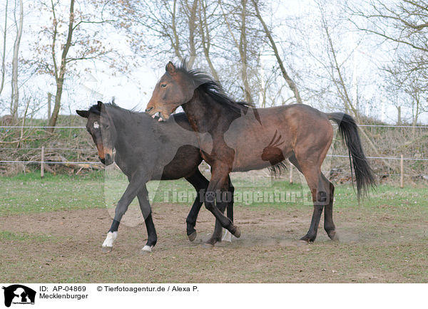Mecklenburger / Mecklenburg Warmblood / AP-04869