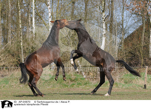 spielerisch kmpfende Pferde / AP-04870
