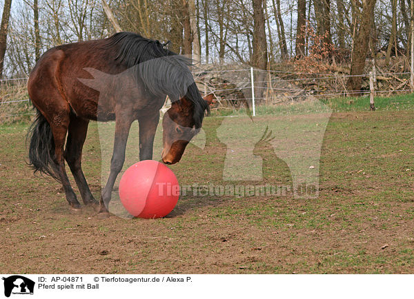 Pferd spielt mit Ball / AP-04871