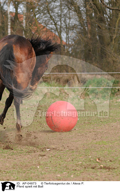 Pferd spielt mit Ball / AP-04873