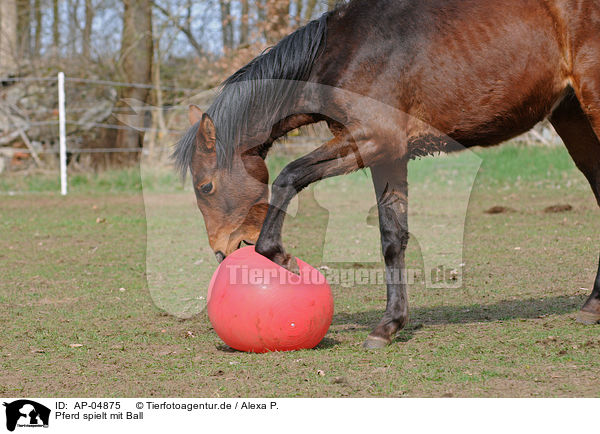 Pferd spielt mit Ball / AP-04875