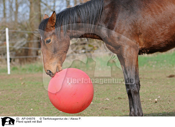 Pferd spielt mit Ball / AP-04876